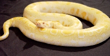 Faded Albino Strain Burmese Python