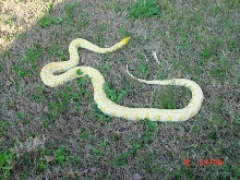 outdoor white phase albino retic pix