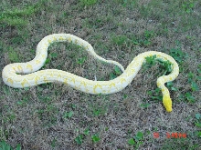 out door white phase albino retic pix