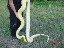 outdoor white phase retic pix