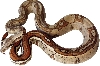 2004 Jungle Boa