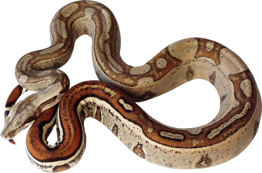 2004 Jungle Boa