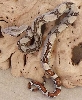 2004JUNGLE BOA