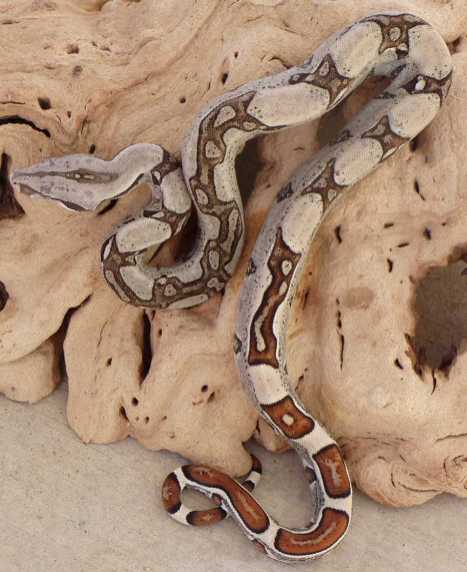 2004JUNGLE BOA
