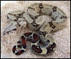 DM.Peruvian.Female