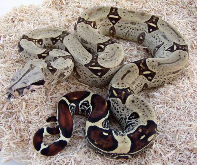 DM.Peruvian.Female