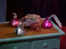 Hershey Kisses