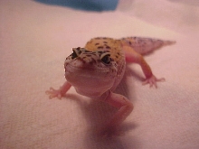 say "cheese" lol