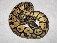Male Lemon Pastel #3