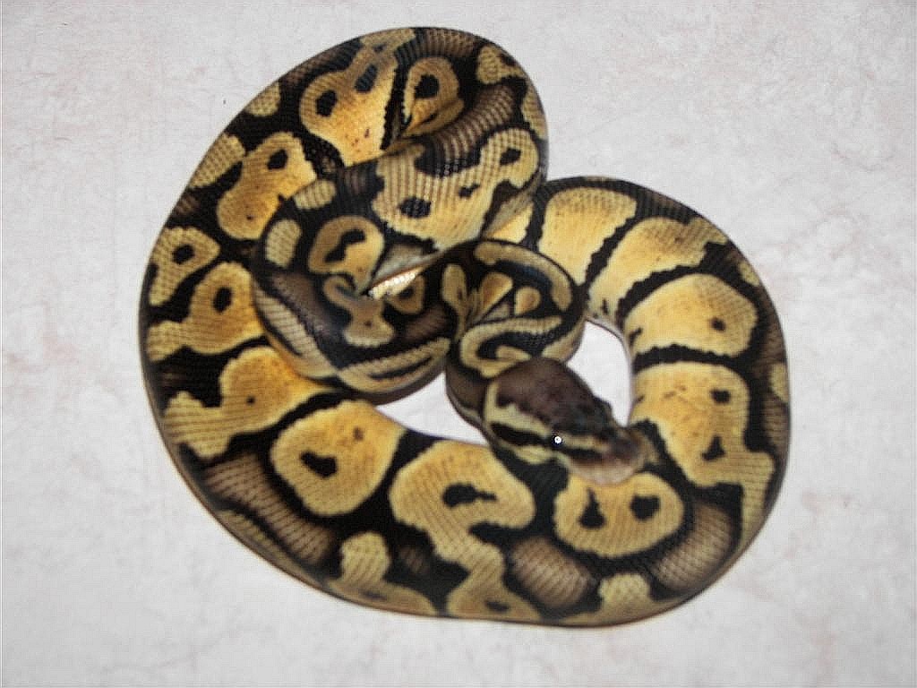 Male Lemon Pastel #3