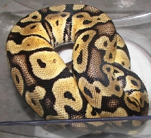 Lemon Pastel #3
