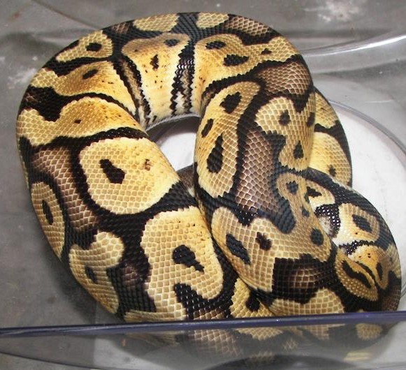 Lemon Pastel #3