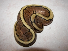 Spider10-13a
