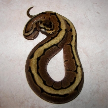 Spider10-13b