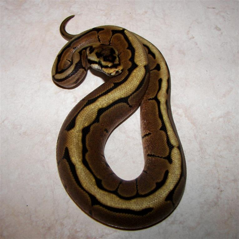 Spider10-13b