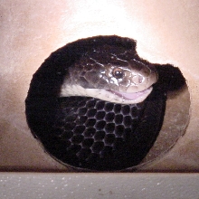 Male Papuan Blacksnake