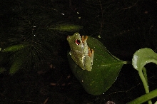 Red Eye at night