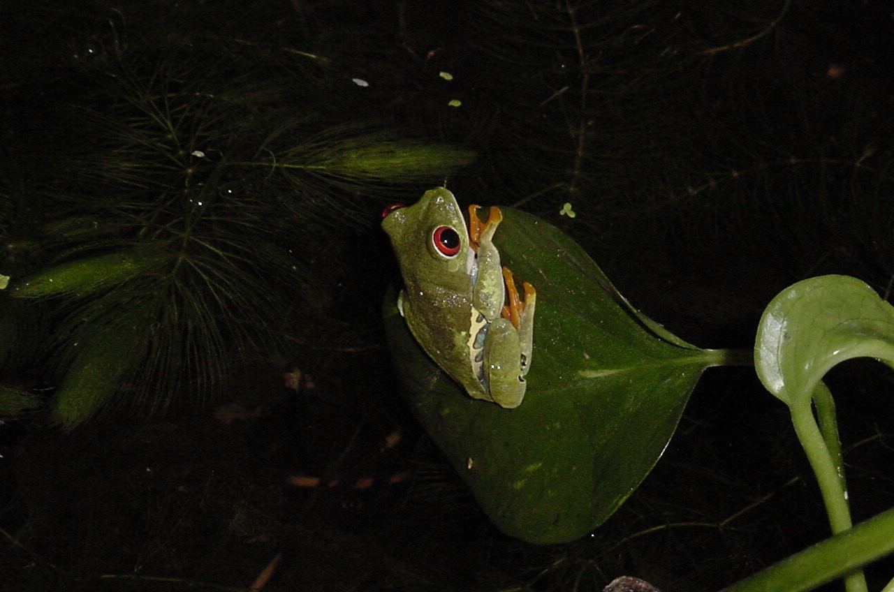 Red Eye at night