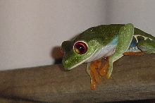 Female Nicaraguan Red Eye