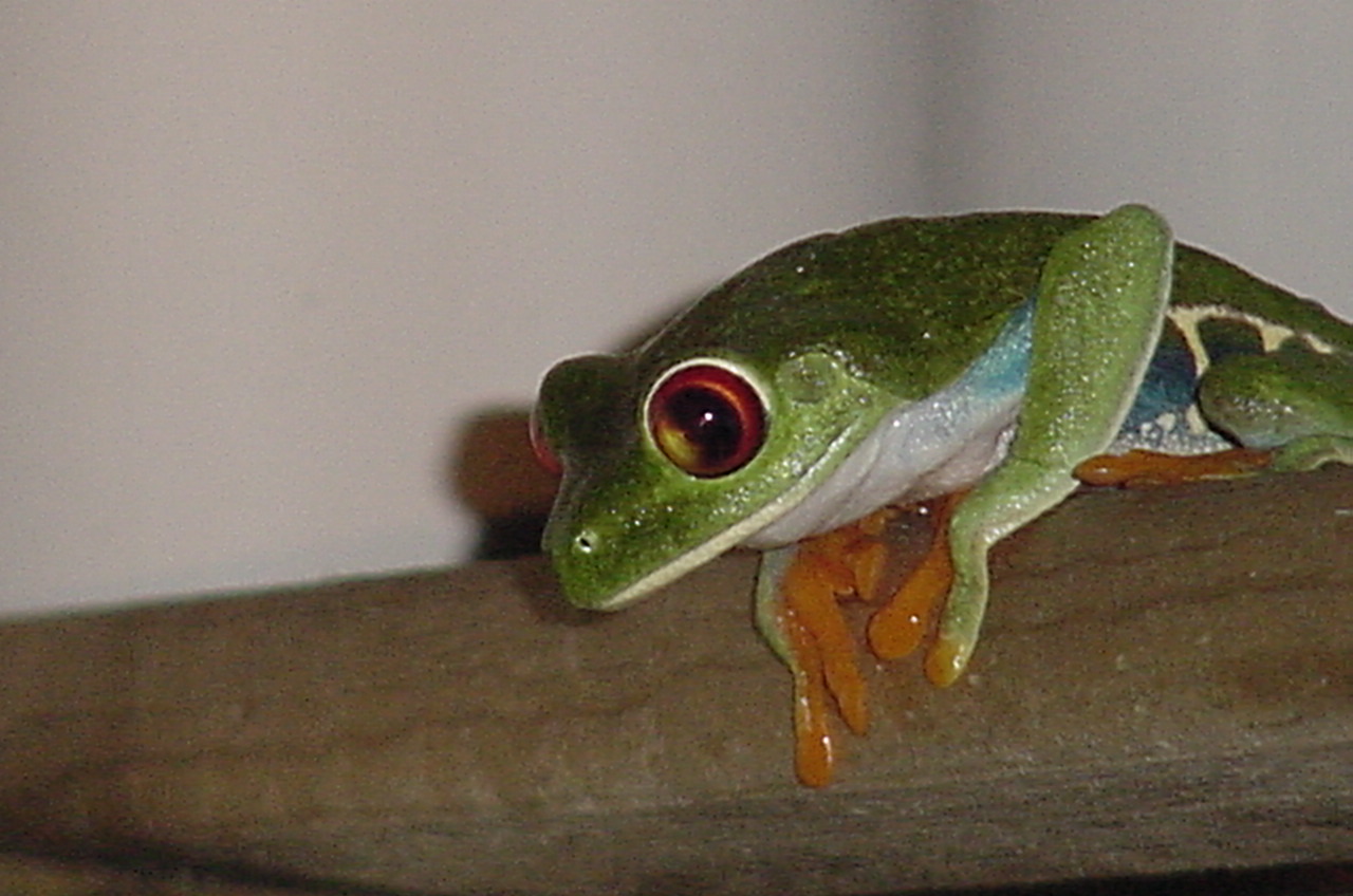 Female Nicaraguan Red Eye