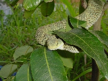 A. squamiger, male