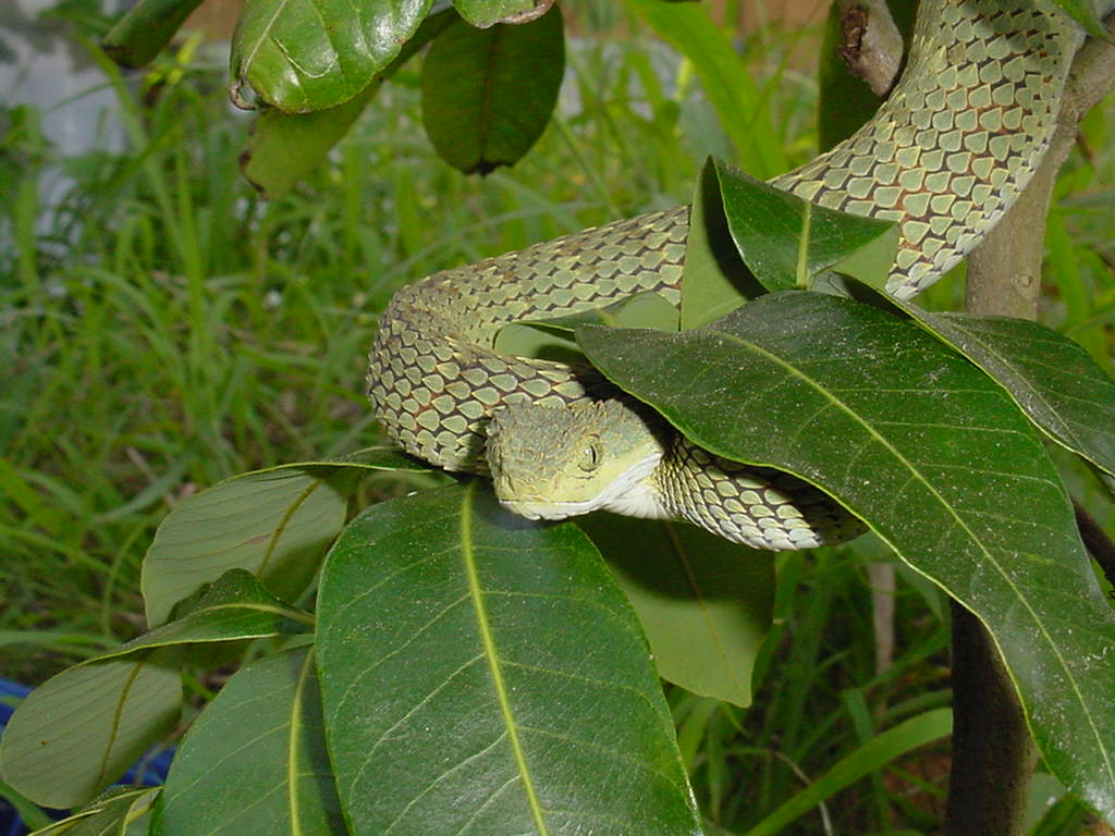 A. squamiger, male