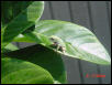 Baby Waxy Monkey