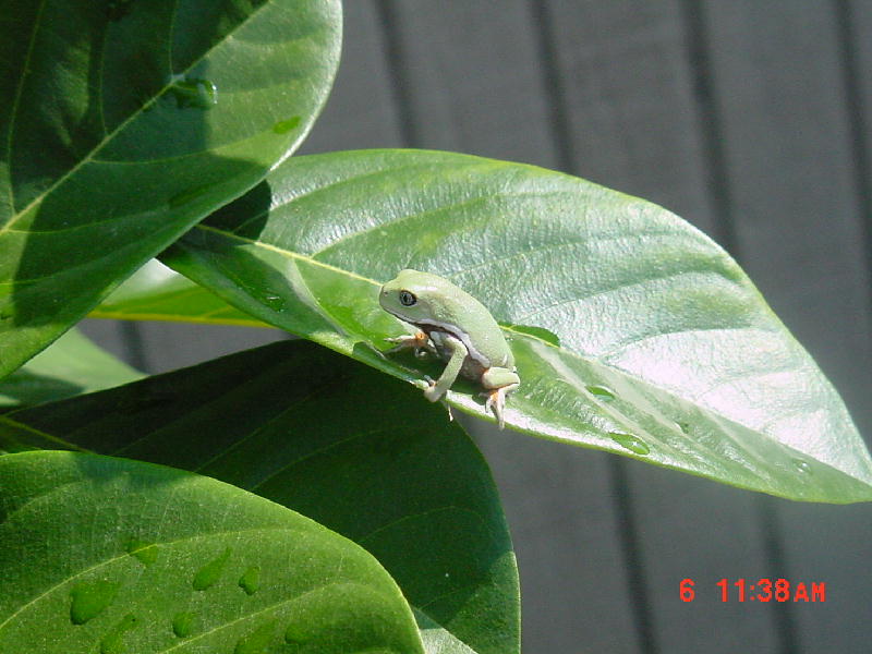 Baby Waxy Monkey