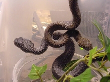 Black Squamiger
