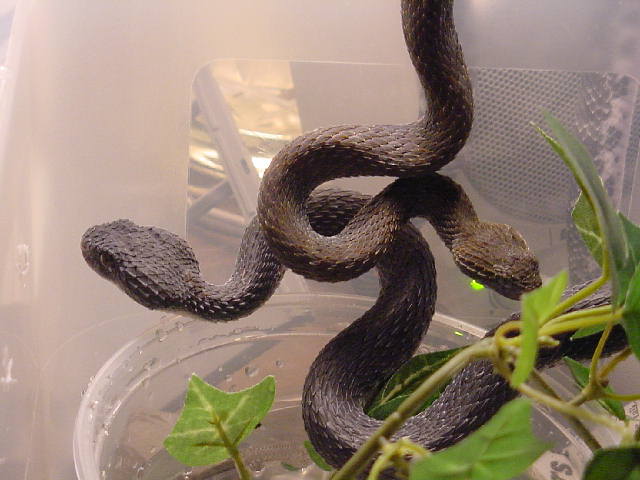 Black Squamiger