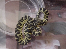 New morph squamiger