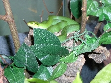 Gonyosoma oxycephala