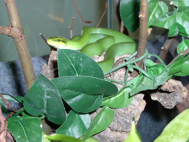Gonyosoma oxycephala
