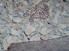 Heterodon nasicus