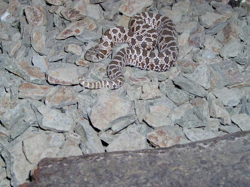 Heterodon nasicus