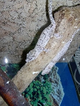 Rhacodactylus auriculatus