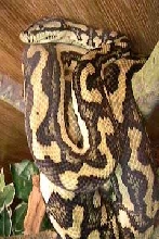 Female Carpet Python