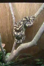 Carpet Python01