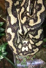 Carpet Python03