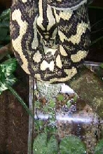 Carpet Python04