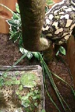 Carpet Python05