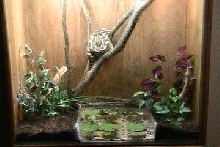 Carpet Python05