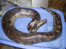adult female chrome head sumatran short tail