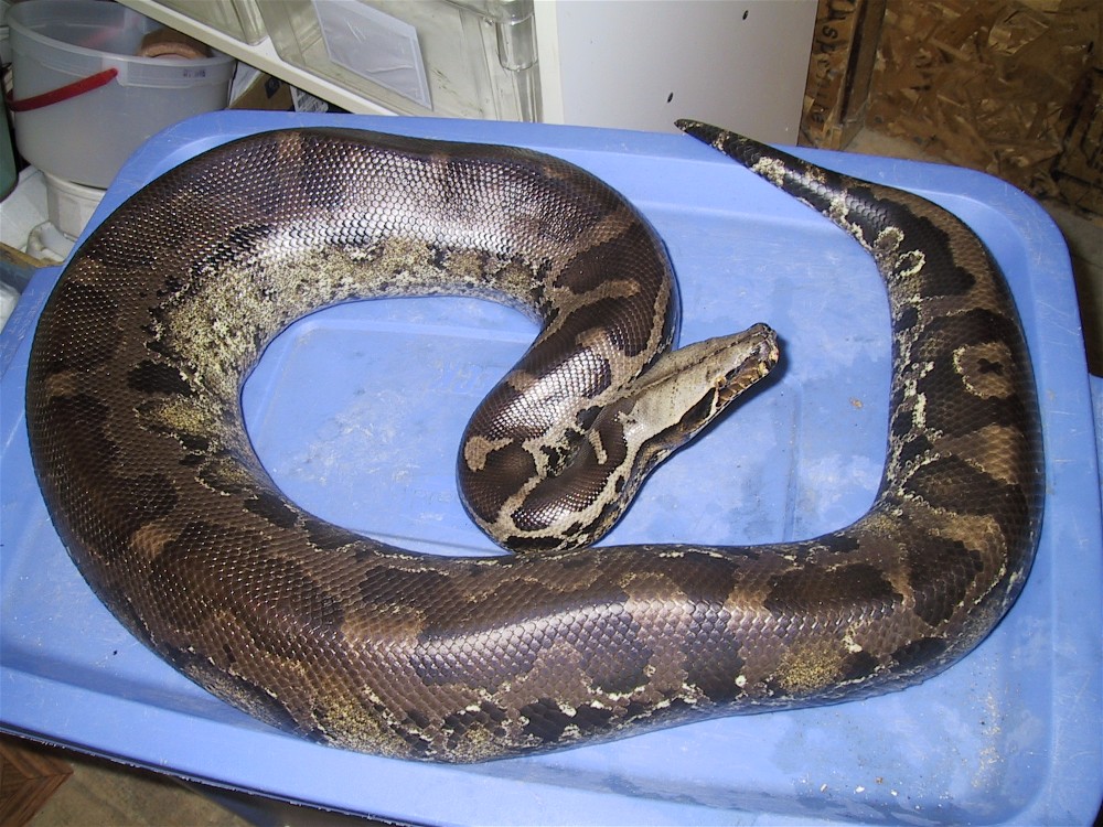 adult female chrome head sumatran short tail
