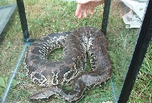 CB Adult Male Chrome Head Black Blood