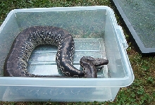 CB Adult Male Chrome Head Black Blood again