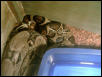 boas mating