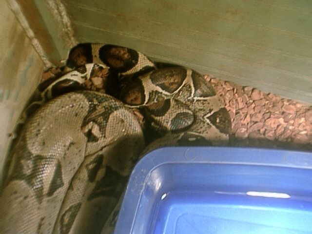 boas mating