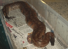 New HUGE Female Red Blood