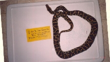 female 100% het granite 66% het albino